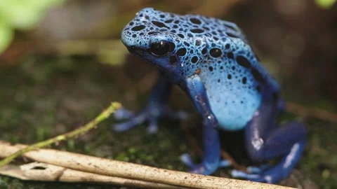 Blue poison dart frog Stock Footage 295455149