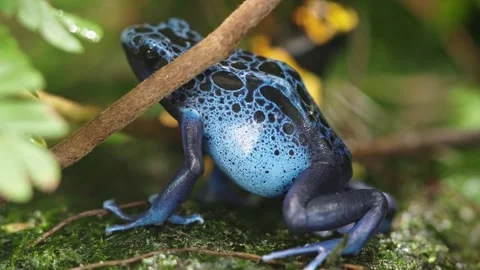 Blue poison dart frog Stock Footage 295455197