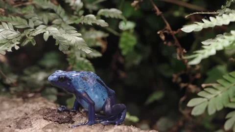 Blue poison dart frog Stock Footage 295455220