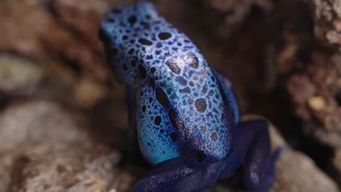 Blue poison dart frog Stock Footage 295455221