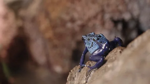 Blue poison dart frog Stock Footage 295455223