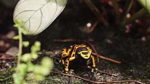 Blue poison dart frog Stock Footage 295455500
