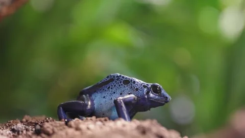 Blue poison dart frog Stock Footage 295455553