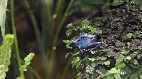 Blue poison dart frog Stock Footage 295455615