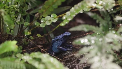 Blue poison dart frog Stock Footage 295455692
