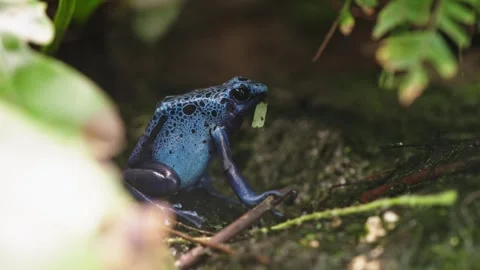 Blue poison dart frog Stock Footage 295455702