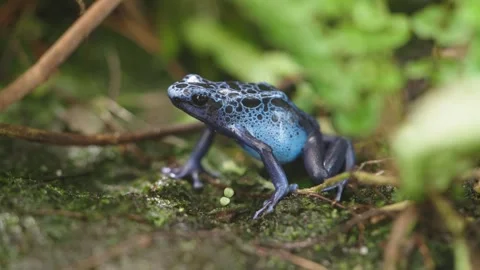 Blue poison dart frog Stock Footage 295455748