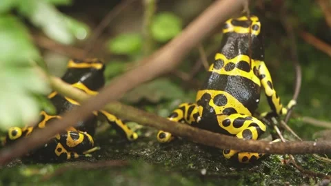 Blue poison dart frog Stock Footage 295455791