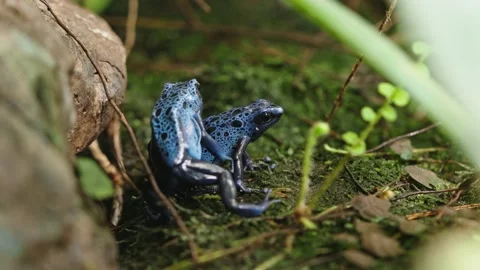 Blue poison dart frog Stock Footage 295455839