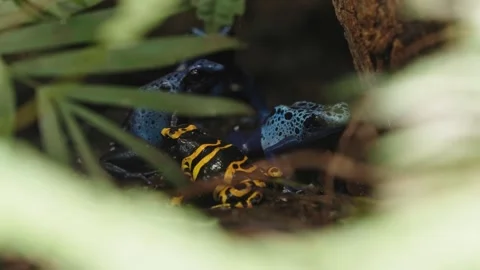 Blue poison dart frog Stock Footage 295455846