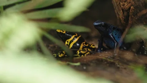 Blue poison dart frog Stock Footage 295455913
