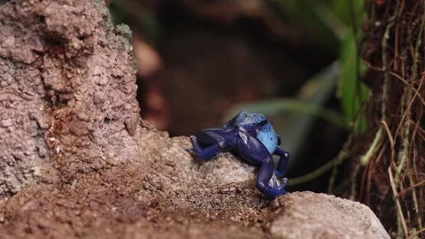 Blue poison dart frog Stock Footage 295456529