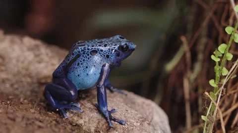 Blue poison dart frog Stock Footage 295456563