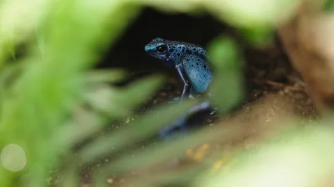 Blue poison dart frog Stock Footage 295456568