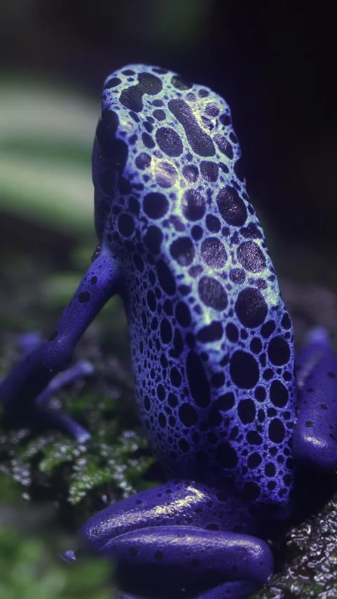Blue Poison Dart Frog macro skin texture. Stock Footage 329436966