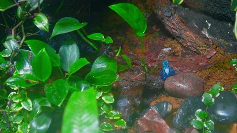 Blue Poison Dart Frog or Dendrobates tinctorius Azureus Frog resting in 4K. Stock Footage 161467326
