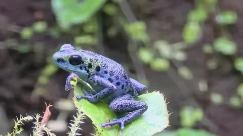 Blue poison dart frog perched on a green leaf. Stock Footage 335223932