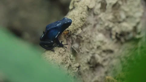 Blue Poison Dart Frog sitting on a rock with some leaves in the foreground Stock Footage 327531682