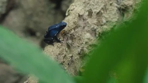 Blue Poison Dart Frog sitting on a rock with some leaves in the foreground Stock Footage 327531823