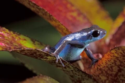 Blue poison frog Stock Photos