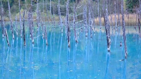 Blue Pond Vídeo Stock 332360766