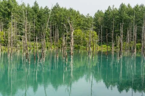 Blue pond Stock Photos