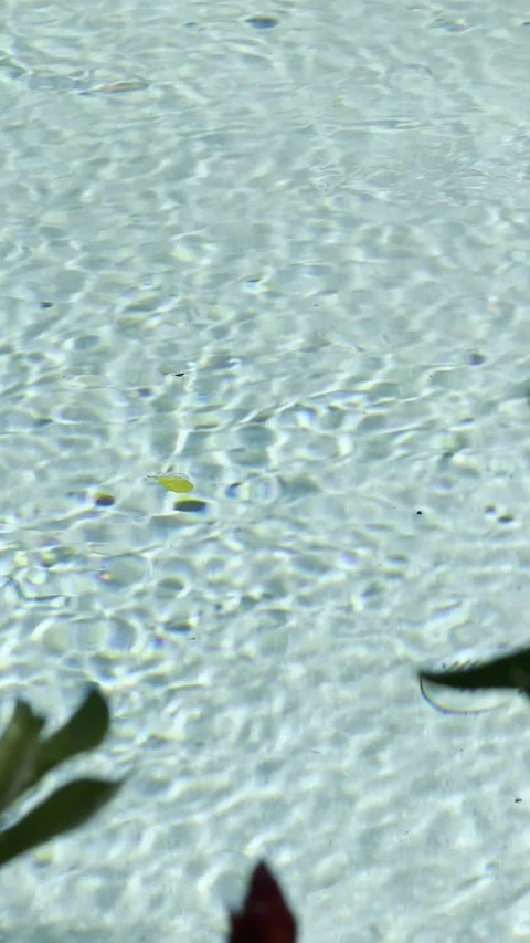 Blue Pool Water Ripple Pattern with Leaves Minimal Tropical Abstract Background Stock Footage 332543224