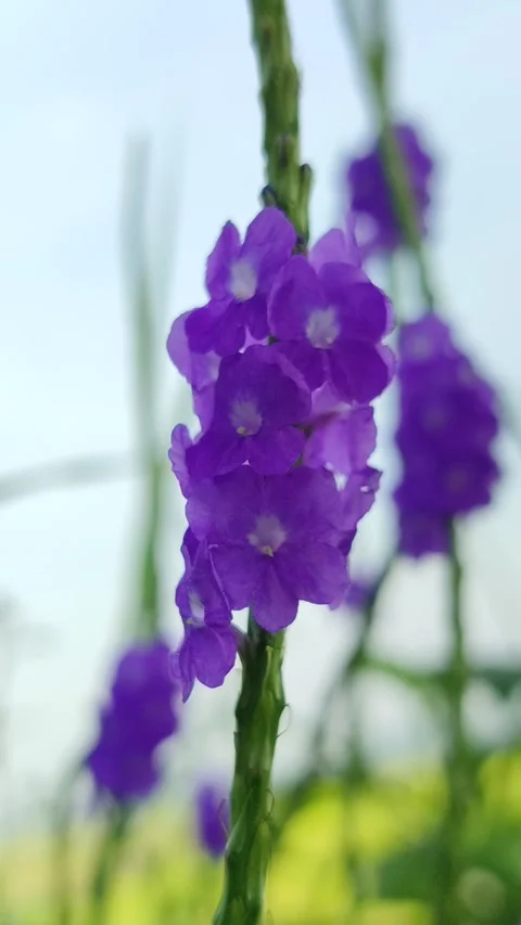 Blue Porterweed Flowers Blooming on Slender Stems Stock Footage 322554053