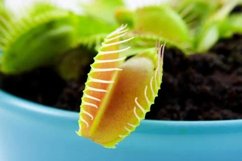 Blue pot with dionaeaalso known as flytrap 库存照片