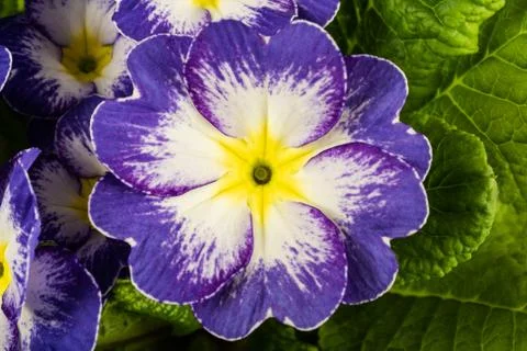 Blue primrose Stock Photos