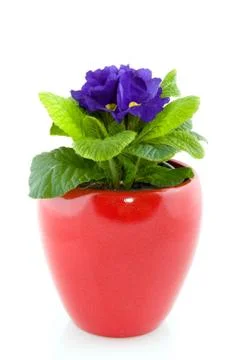 Blue primula Stock Photos