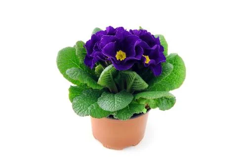 Blue primula on white isolated background Stock Photos