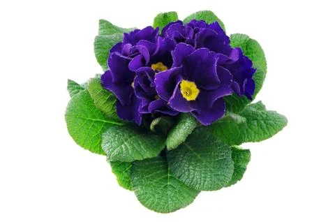 Blue primula on white isolated background Foto stock