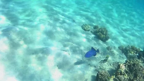 Blue Pseudobalistes Triggerfish Trying to Hide in Coral Reef in Las Cabanas, Red Stock Footage 341290611