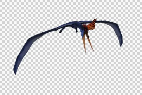 Blue Pteranodon in flight looking down for food. 3D illustration isolated. Stock Illustration