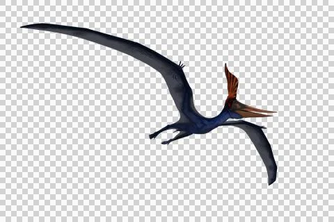 Blue Pteranodon in flight viewed from below. 3D illustration isolated. Stock Illustration