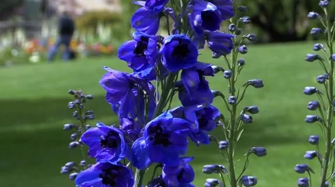 Blue Purple Flower close up 스톡 동영상 45199903