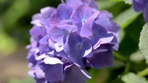 Blue Purple Hydrangea Flower Blooming in Garden 動画素材 336242523