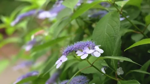Blue Purple Hydrangea Flowers Blooming in Green Garden Видео 335809022