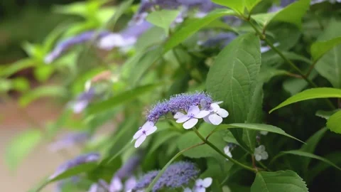 Blue Purple Hydrangea Flowers Blooming in Green Garden Видео 335809035