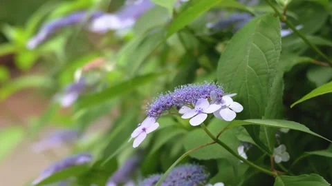 Blue purple hydrangea flowers blooming among green leaves Видео 335809036