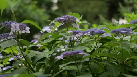 Blue Purple Hydrangea Flowers Blooming in Lush Green Garden Видео 335809039