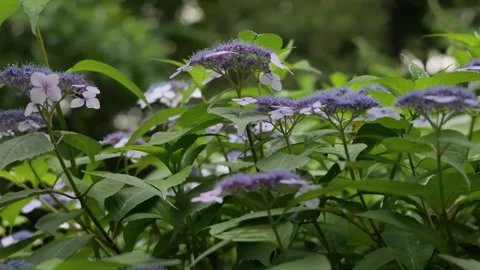 Blue Purple Hydrangea Flowers Blooming in Lush Green Garden Видео 335809045