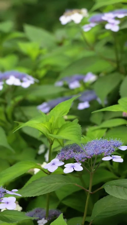 Blue Purple Hydrangea Flowers Blooming in Lush Green Garden Видео 335818807