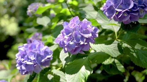 Blue Purple Hydrangea Flowers Blooming in Garden Видео 336242530
