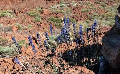 Blue purple Mount Teide bugloss (Echium auberianum) growing on a rocky unde.. Foto stock