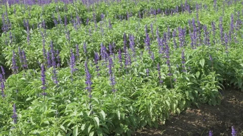 blue purple salvia farinacea sage nemoro... | Stock Video | Pond5