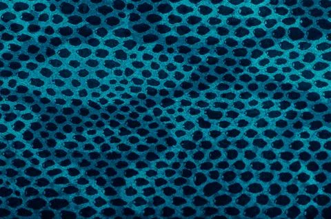 Blue python snake skin Stock Photos