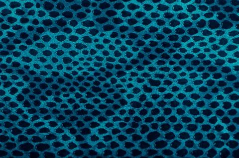 Blue python snake skin Photos