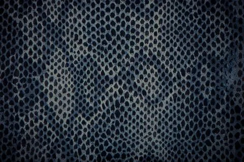 Blue python snake skin Stock Photos